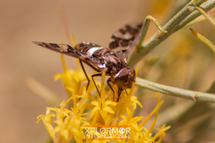 Exoprosopa caliptera