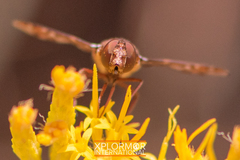 Exoprosopa caliptera