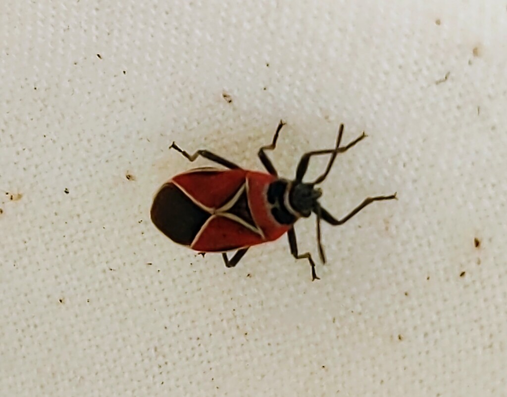 White-crossed Seed Bug from Whatcom County, US-WA, US on July 31, 2025 ...