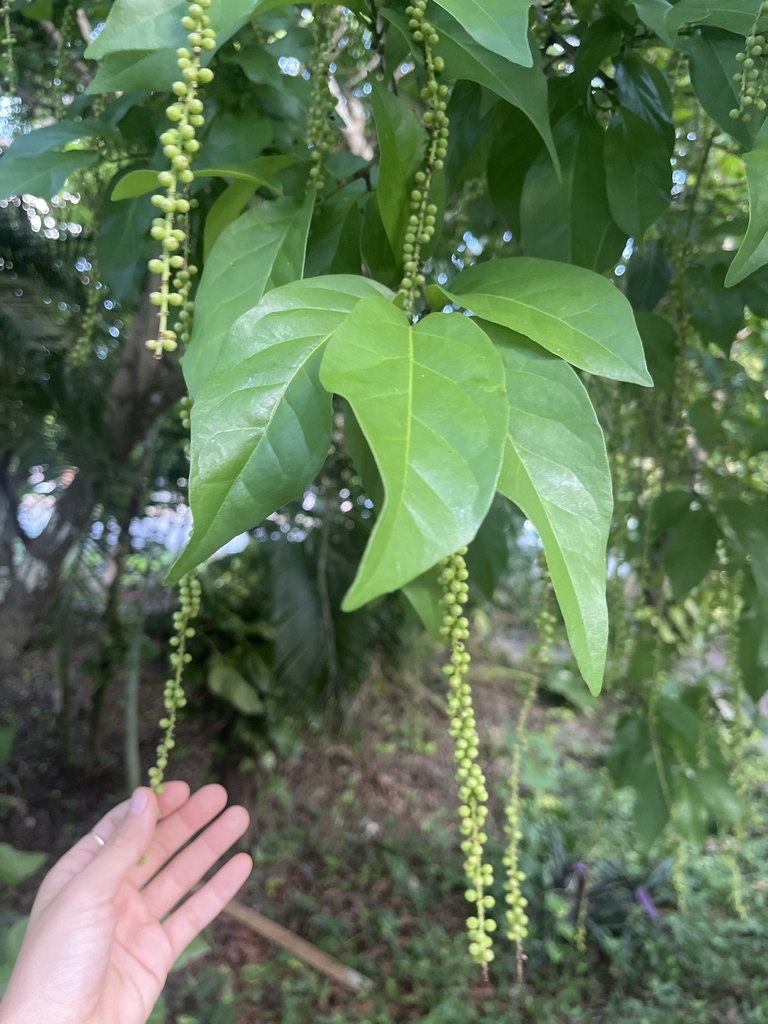 Coccoloba cozumelensis