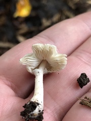 Leucoagaricus melanotrichus