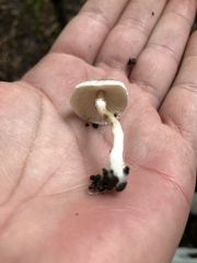 Leucoagaricus melanotrichus