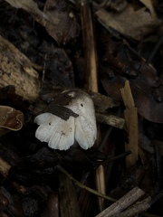 Leucoagaricus melanotrichus