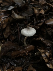Leucoagaricus melanotrichus