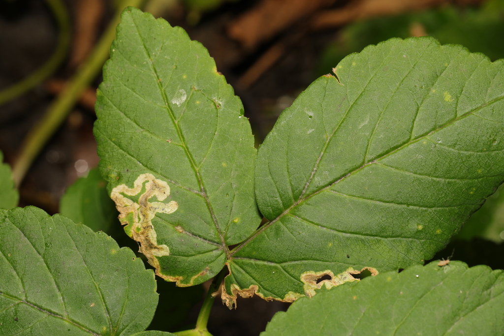 Phytomyza obscurella