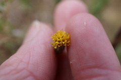 Heterotheca oregona