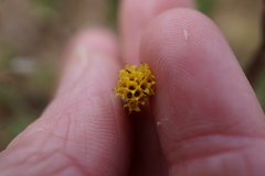 Heterotheca oregona