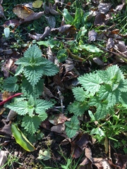 Urtica dioica dioica