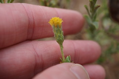 Heterotheca oregona