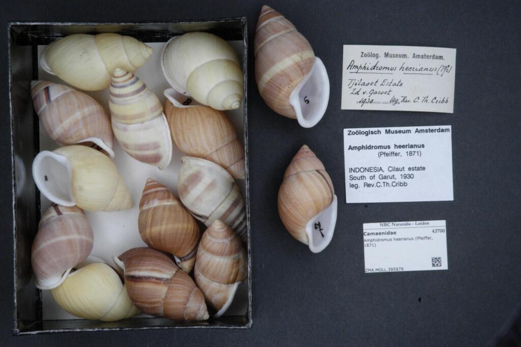 Amphidromus javanicus