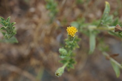 Heterotheca oregona