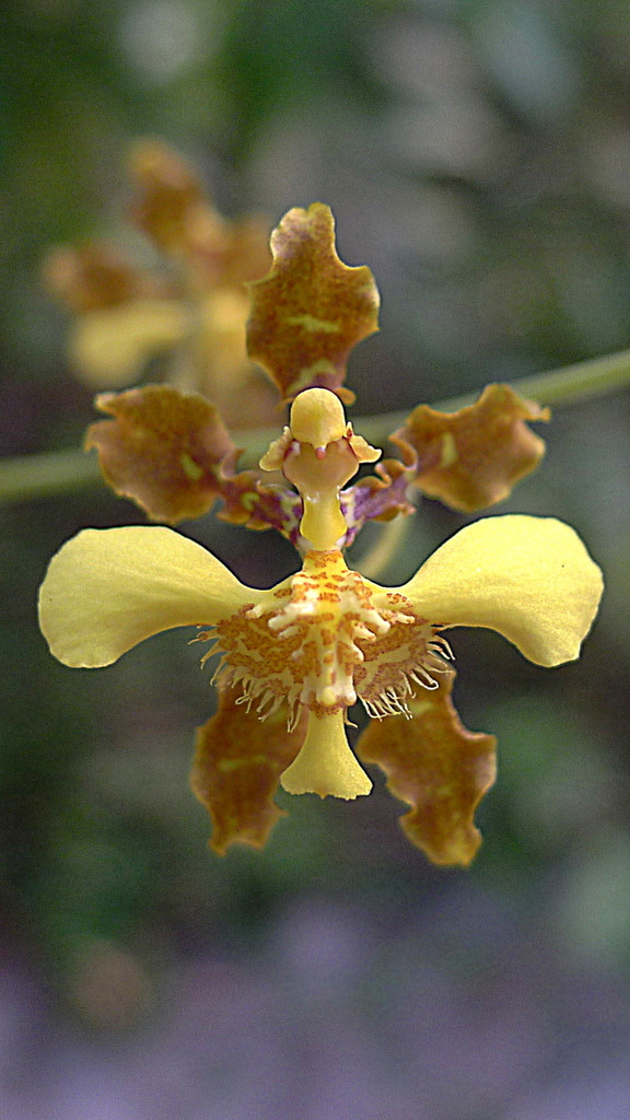 Gomesa barbata