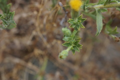 Heterotheca oregona
