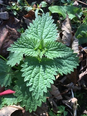 Urtica dioica dioica