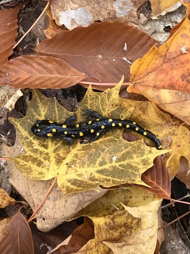 Spotted Salamander