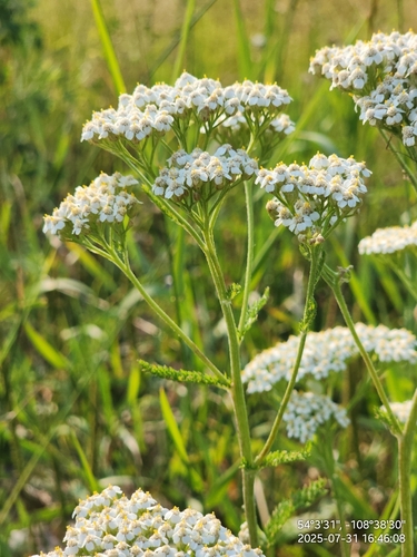 common yarrow