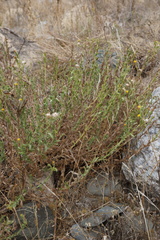 Heterotheca oregona