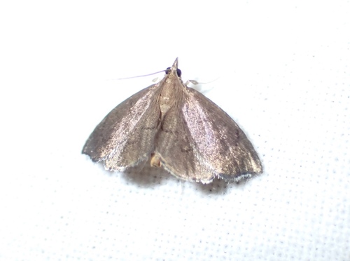 Titian Peale's Moth photo 6