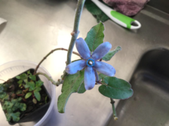 Oxypetalum coeruleum