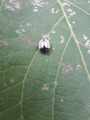 Epilachna nigrocincta