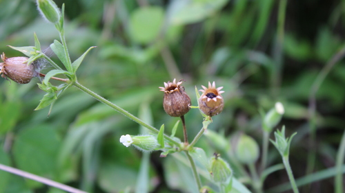 white campion