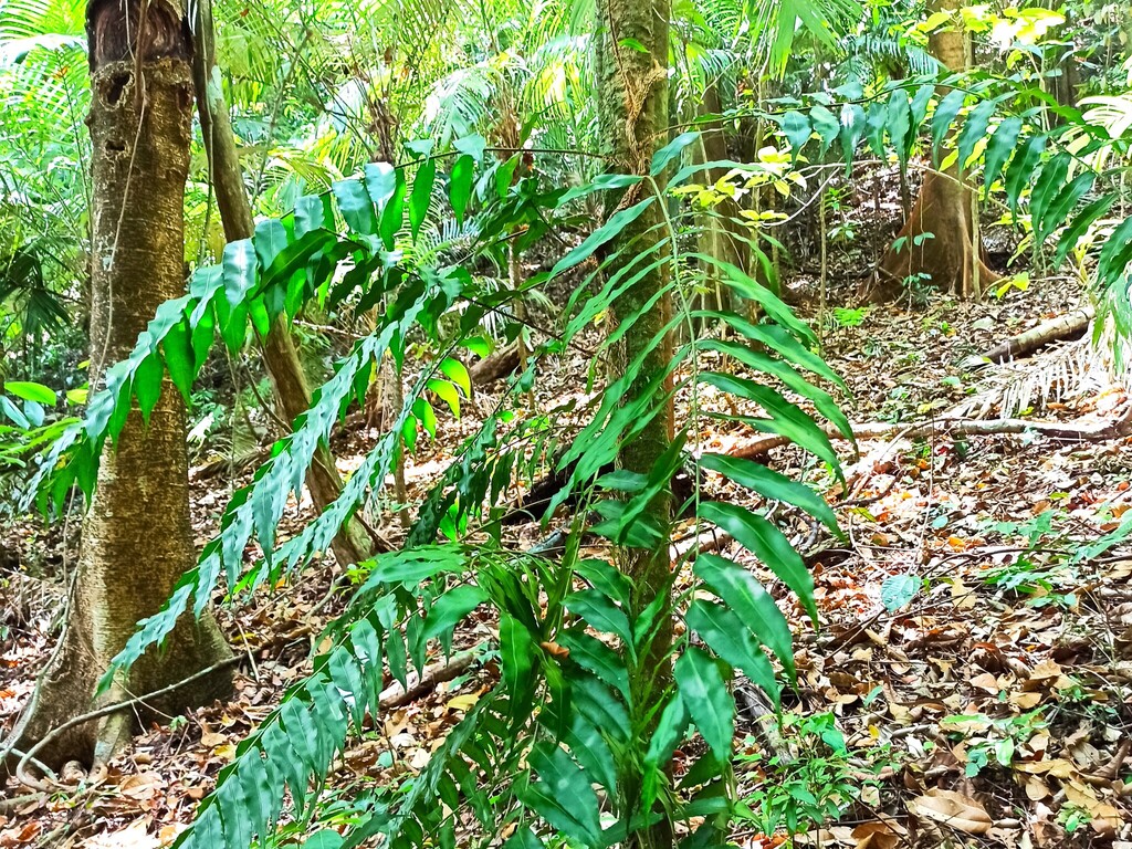 Lomariopsis recurvata