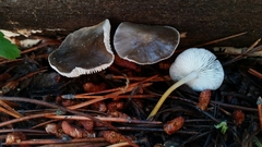 Strobilurus albipilatus