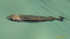 Couesius plumbeus