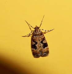 Scoparia ustimacula