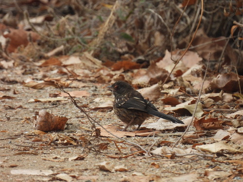 iNaturalist observation photo of Spotted Towhee