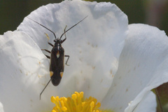 Capsodes
