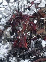 Toxicodendron pubescens