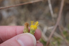 Heterotheca oregona