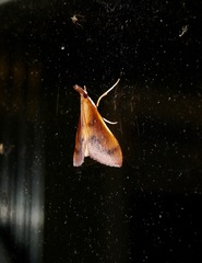 Udea daiclesalis
