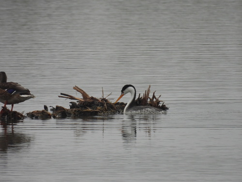 iNaturalist observation photo of Clark's Grebe