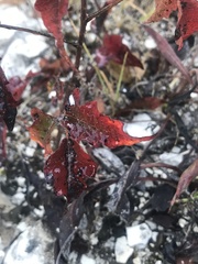 Toxicodendron pubescens