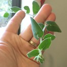 Oxypetalum coeruleum