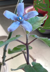 Oxypetalum coeruleum