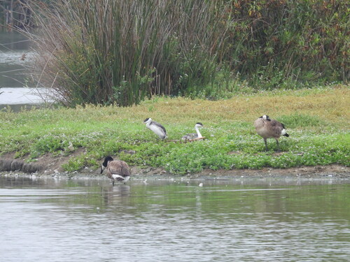 iNaturalist observation photo of Western and Clark's Grebes