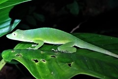 Anolis limon