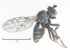 Nostima negramaculata