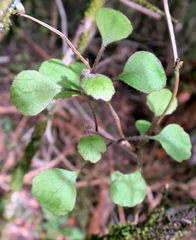 Brachyglottis sciadophila