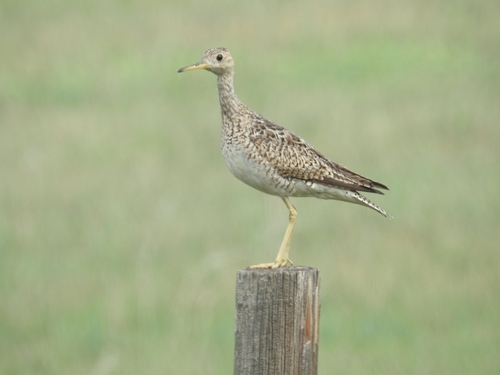 Upland Sandpiper