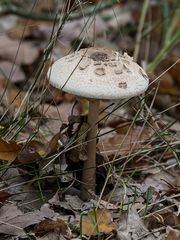 Macrolepiota konradii
