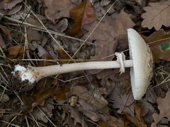 Macrolepiota konradii