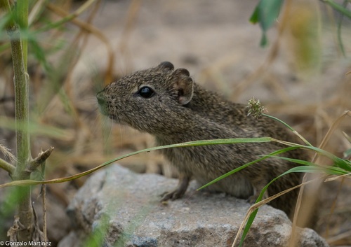 Lowland Yellow-toothed Cavy