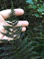Athyrium