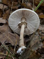 Macrolepiota konradii