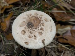 Macrolepiota konradii