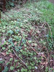 Brachyglottis sciadophila